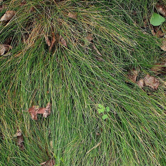 Carex eburnea  - Bristle-leafed Sedge