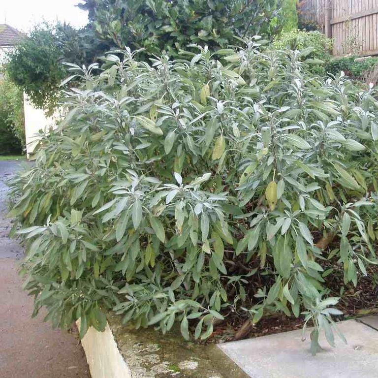 Salvia officinalis  - Common Sage