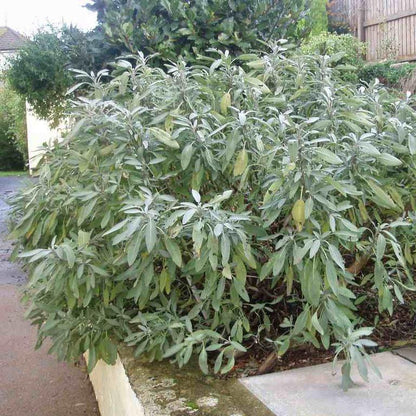 Salvia officinalis  - Common Sage