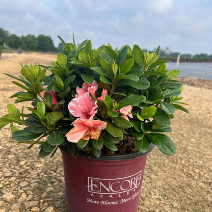 Rhododendron 'Roblet'  - Encore® Autumn Sunburst™ Azalea
