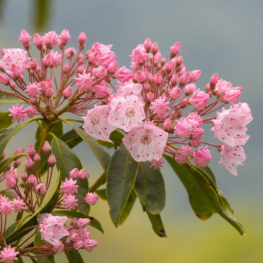Kalmia latifolia 'Tinkerbell'  - Tinkerbell Mountain Laurel