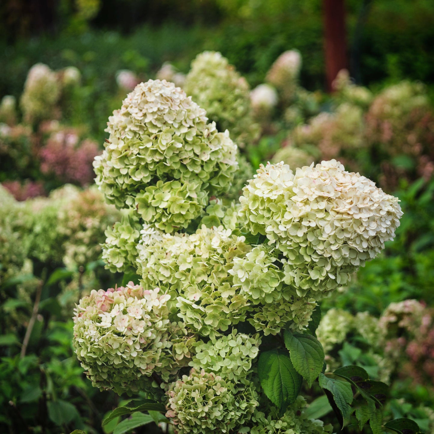 Hydrangea paniculata 'SMNHPSB'  - Tiny Quick Fire® Hydrangea