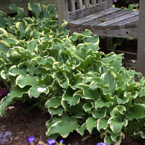 Hosta 'Wheee!' PP23565  - PW® Shadowland® Wheee! Hosta