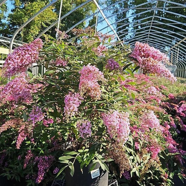 Buddleia davidii 'Pink Cascade II'  - Pink Cascade II Butterfly Bush