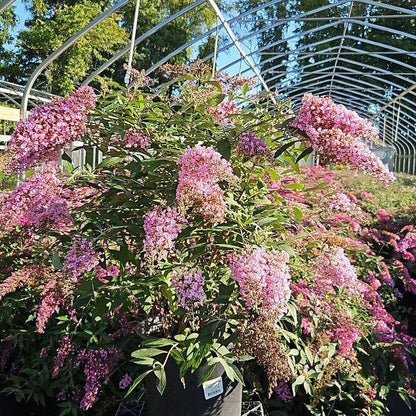 Buddleia davidii 'Pink Cascade II'  - Pink Cascade II Butterfly Bush