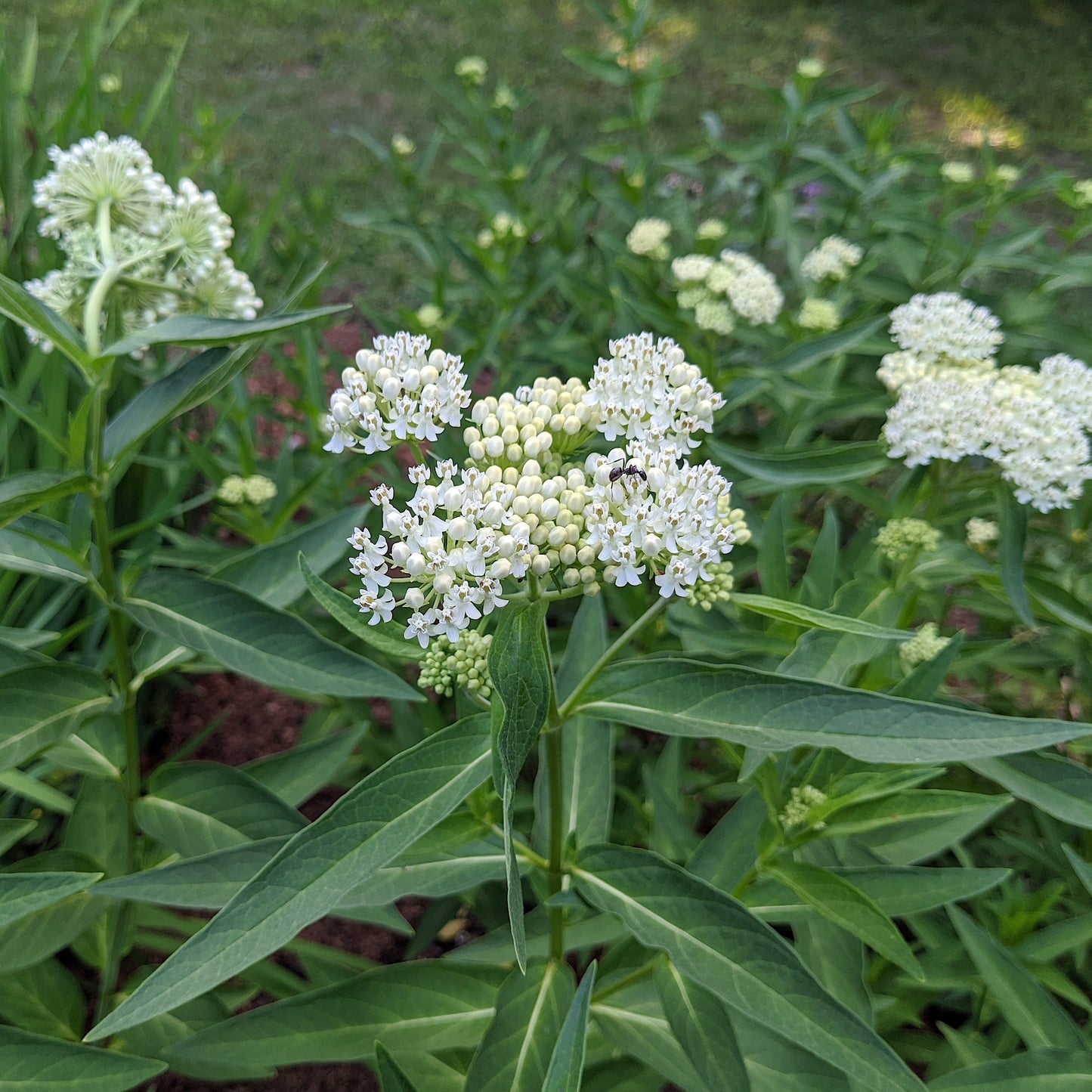 Asclepias incarnata 'Ice Ballet'  - Ice Ballet Swamp Milkweed