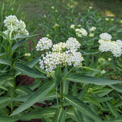 Asclepias incarnata 'Ice Ballet'  - Ice Ballet Swamp Milkweed
