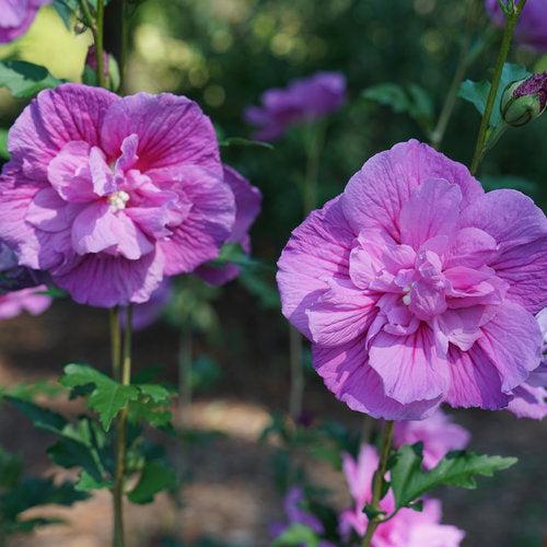 Hibiscus syriacus 'SMNHSPCL'  - Dark Lavender Chiffon® Rose of Sharon