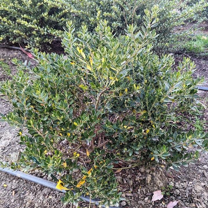 Ilex glabra 'Alexander'  - Forever Emerald™ Inkberry