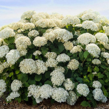 Hydrangea arborescens 'BAlful'  - First Editions® FlowerFull™ Smooth Hydrangea