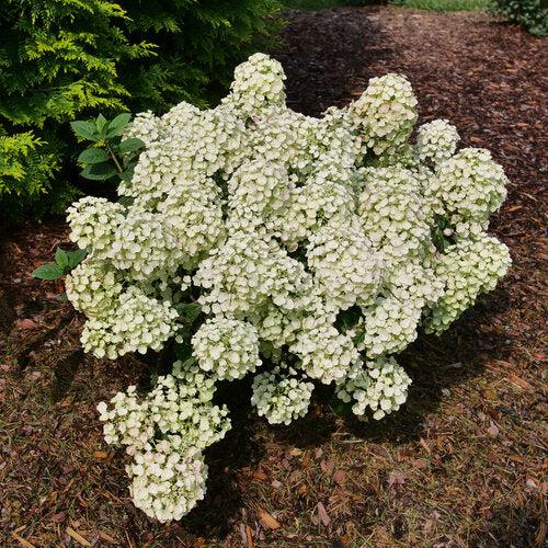 Hydrangea paniculata 'SMNHPSB'  - Tiny Quick Fire® Hydrangea