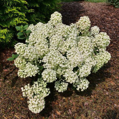 Hydrangea paniculata 'SMNHPSB'  - Tiny Quick Fire® Hydrangea