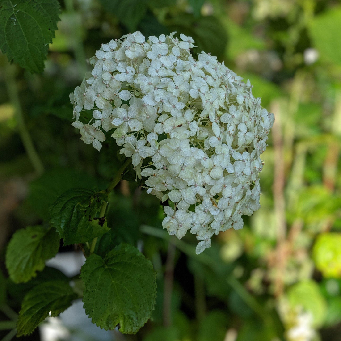 Hydrangea arborescens 'NCHA5'  - Invincibelle® Wee White Smooth Hydrangea