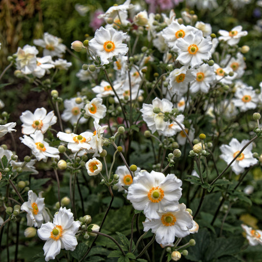 Anemone x hybrida 'Honorine Jobert'  - Honorine Jobert Anemone