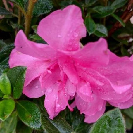 Rhododendron ‘Roblec’  - Encore® Autumn Carnation™ Azalea