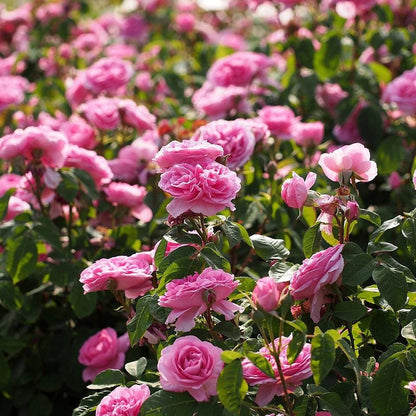 Rosa 'AUSboard'  - Gertrude Jekyll® Rose