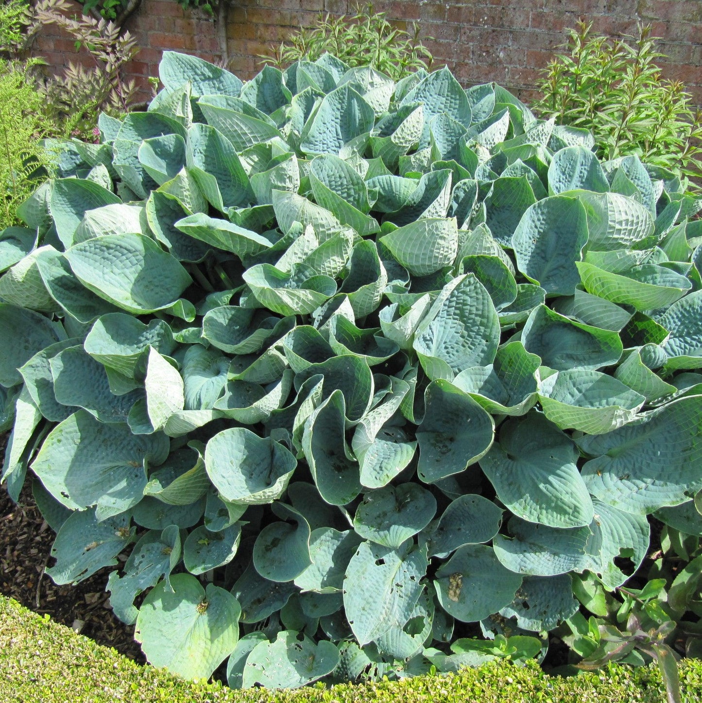Hosta x 'Big Daddy'  - Big Daddy Hosta
