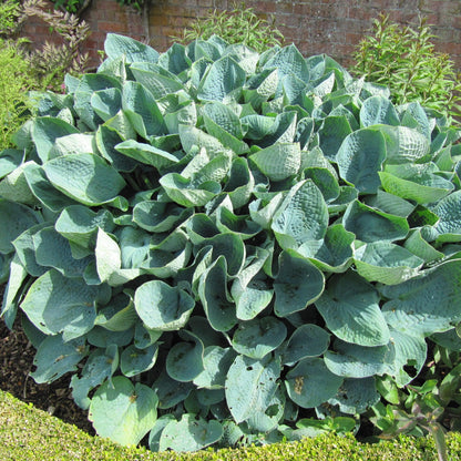 Hosta x 'Big Daddy'  - Big Daddy Hosta