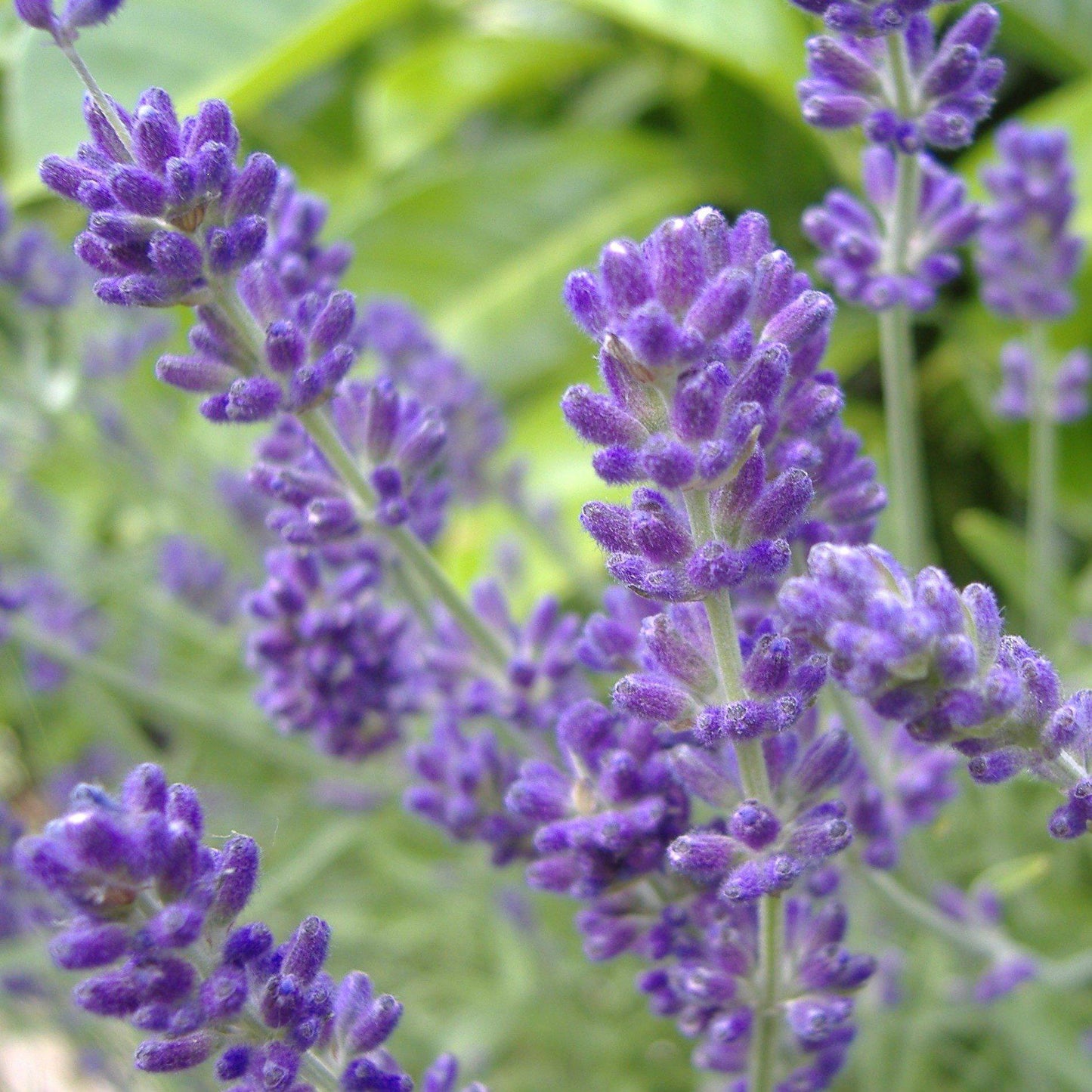 Lavandula × intermedia 'Niko' PP24,193  - Phenomenal® Lavender, Lavadin