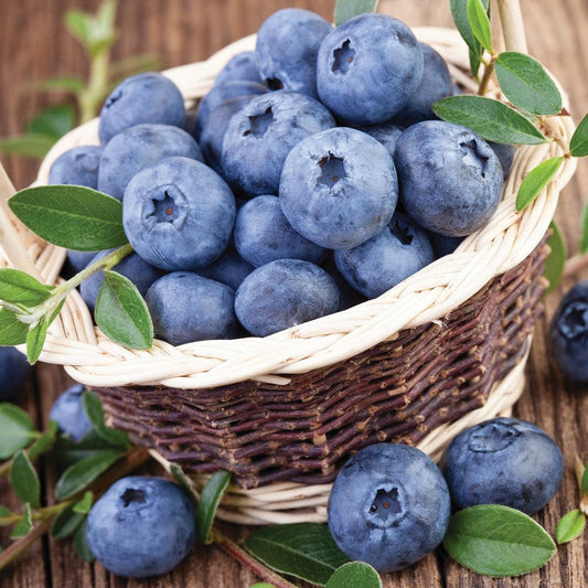 Vaccinium corymbosum 'Northland'  - Northland Blueberry