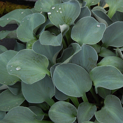 Hosta 'Blue Mouse Ears'  - Blue Mouse Ears Hosta