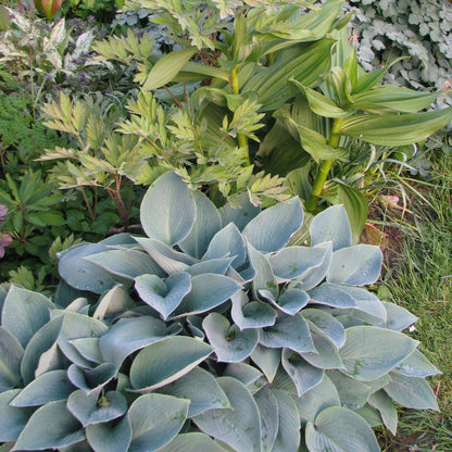 Hosta 'Halcyon'  - Halcyon Hosta