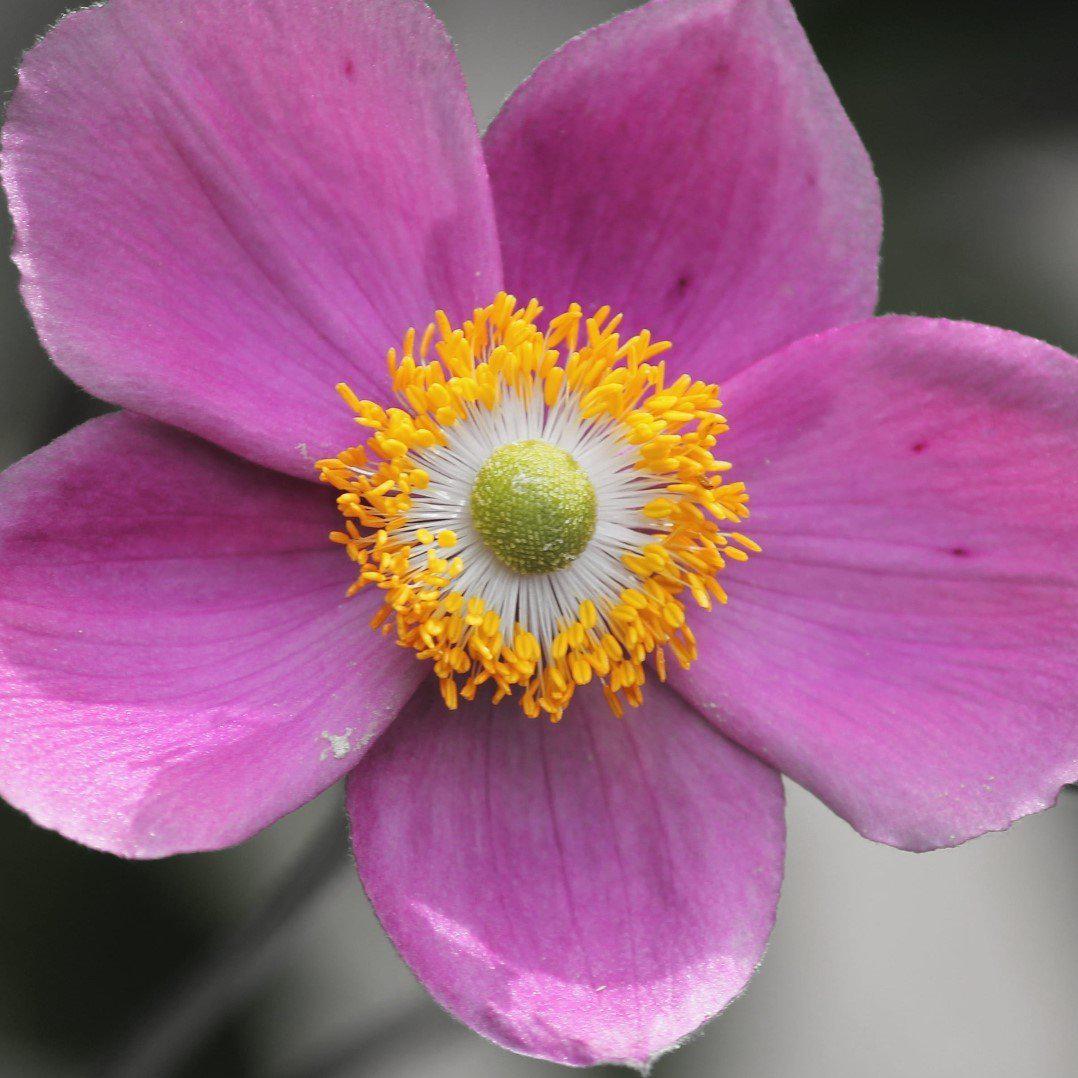 Anemone 'Red Riding Hood'  - Fantasy™ Red Riding Hood Anemone