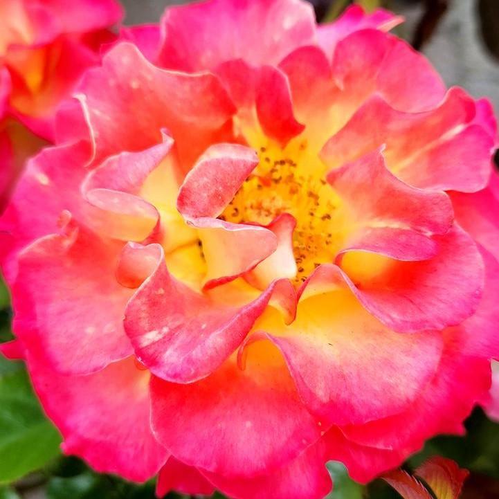 Rosa 'True Sincerity'  - True Sincerity Rose