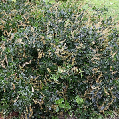 Clethra alnifolia 'Hummingbird'  - Hummingbird Summersweet