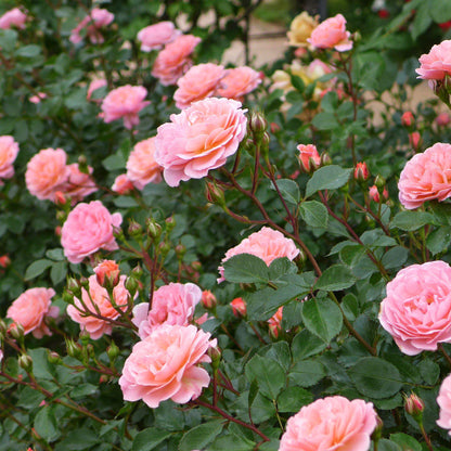 Rosa 'Meiswetdom' PP #21,612  - Sweet Drift® Rose
