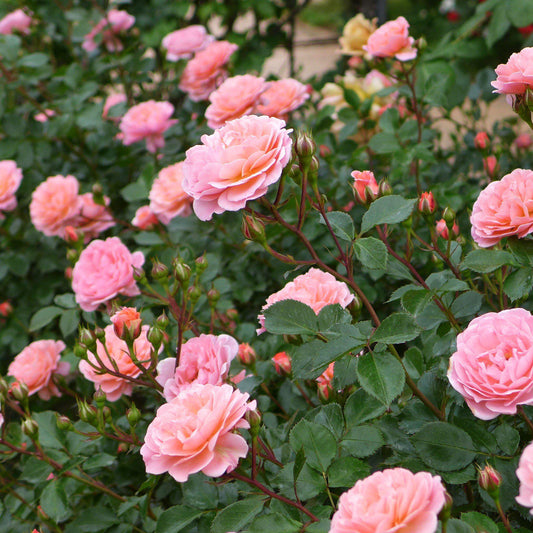 Rosa 'Meiswetdom' PP #21,612  - Sweet Drift® Rose