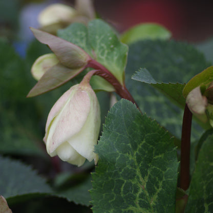 Helleborus x hybridus 'EPBRD01'  - FrostKiss™ Molly's White Lenten Rose