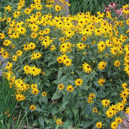 Rudbeckia hirta  - Black-Eyed Susan