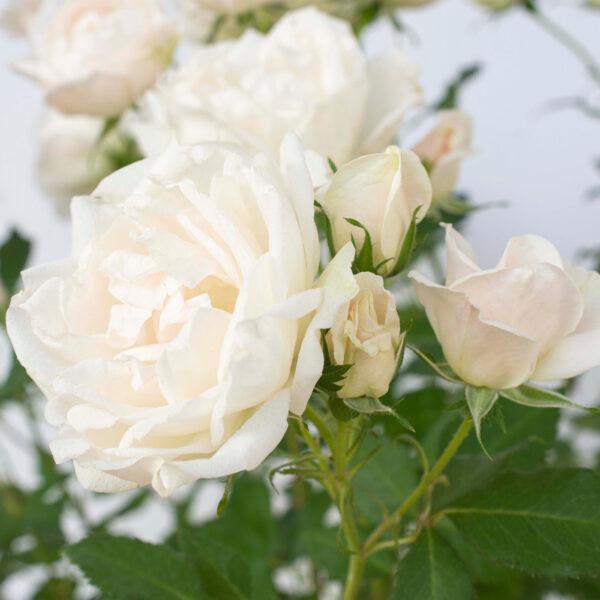 Rosa 'Meiradena'  - Icecap™ Rose