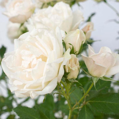 Rosa 'Meiradena'  - Icecap™ Rose