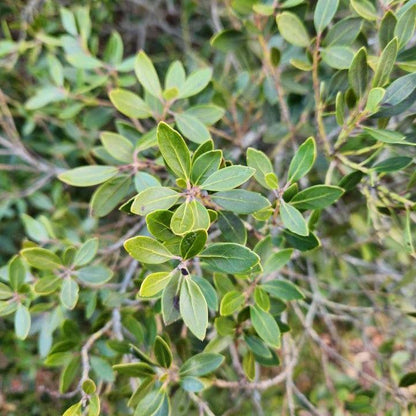 Ilex glabra 'Alexander'  - Forever Emerald™ Inkberry