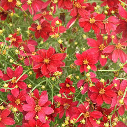 Coreopsis verticillata 'Scarlet Ribbons'  - Designer Threads™ Scarlet Ribbons Coreopsis