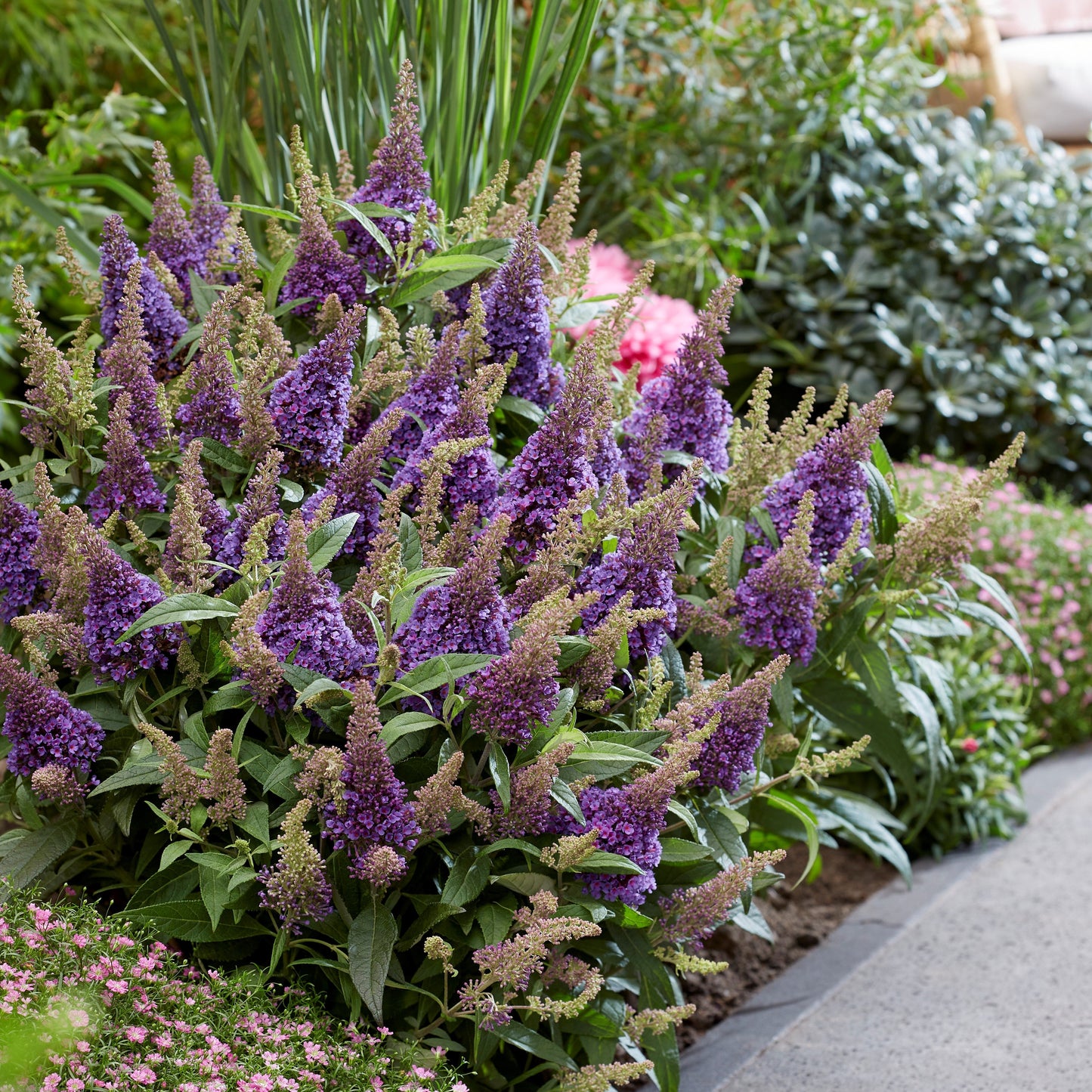 Buddleia davidii ‘BotEx 004’ PP34,378  - Butterfly Candy™ Lil' Lavender™ Butterfly Bush
