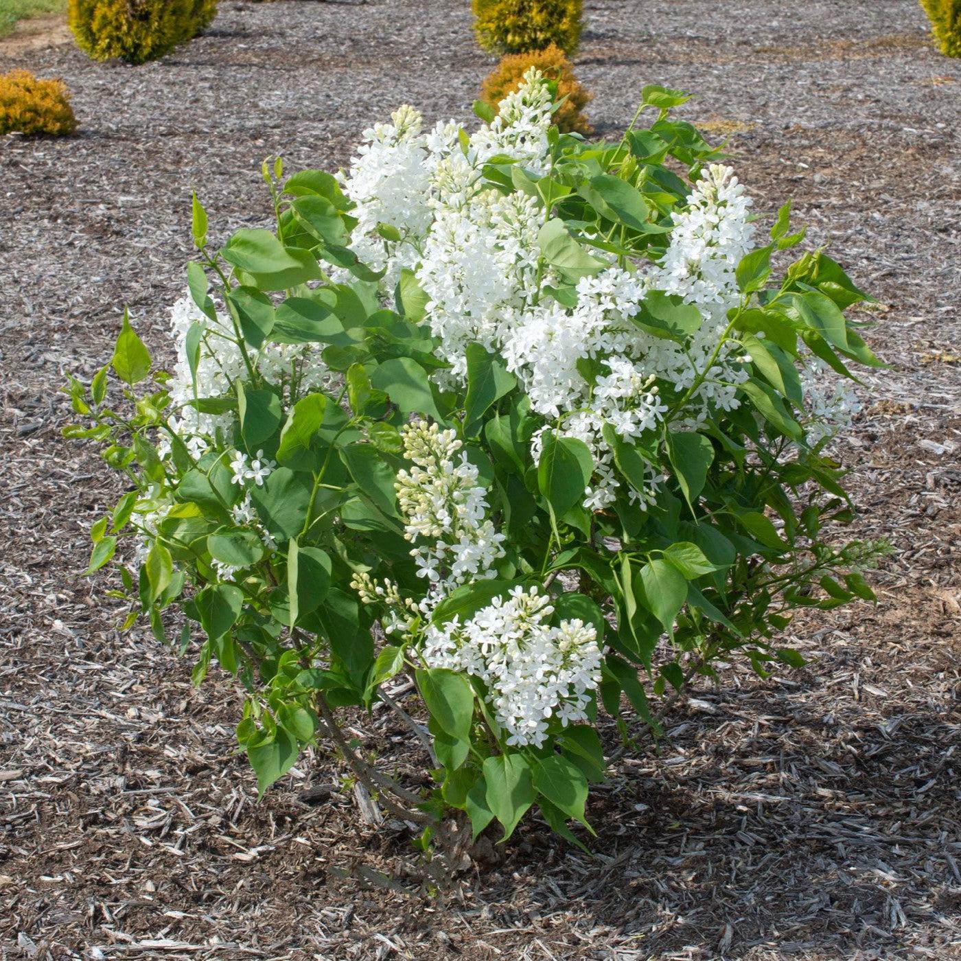 Syringa vulgaris 'G13103'  - New Age™ White Lilac