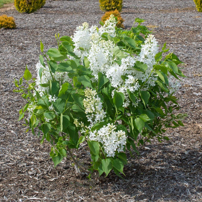 Syringa vulgaris 'G13103'  - New Age™ White Lilac
