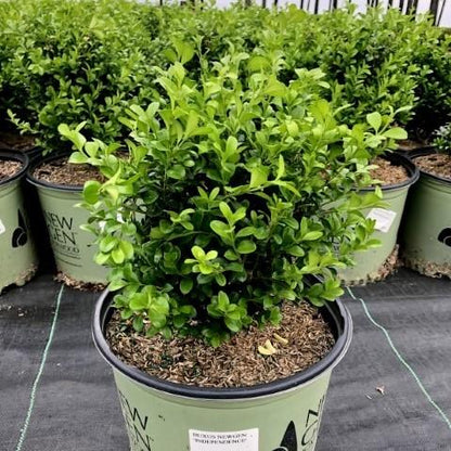Buxus ‘SB 108’ PP28888  - NewGen™ Independence®  Boxwood
