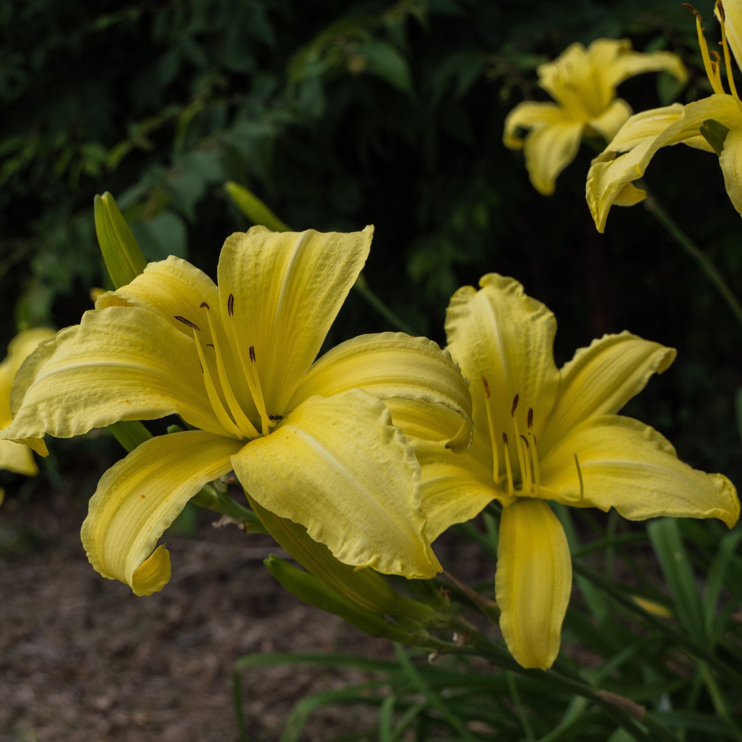 Hemerocallis 'Hyperion'  - Hyperion Daylily