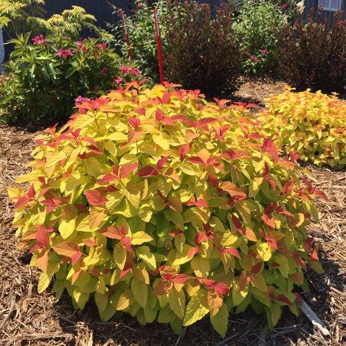 Spiraea japonica 'NCSX1'  - Double Play® Candy Corn® Spirea