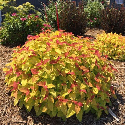 Spiraea japonica 'NCSX1'  - Double Play® Candy Corn® Spirea