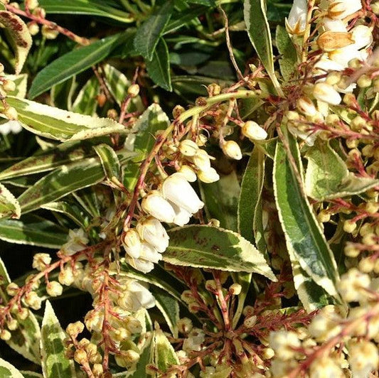 Pieris japonica 'Flaming Silver'  - Flaming Silver Pieris