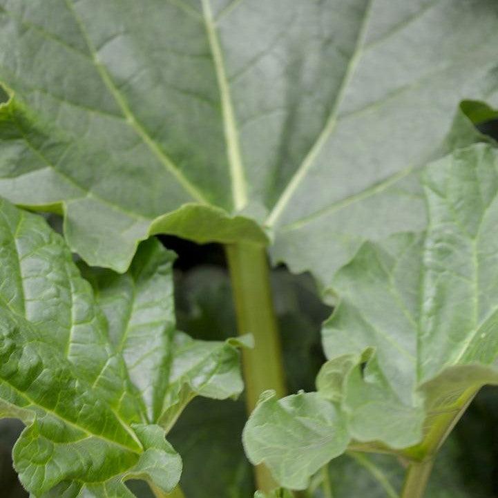 Rheum 'Victoria'  - Victoria Rhubarb