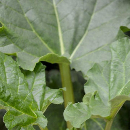 Rheum 'Victoria'  - Victoria Rhubarb