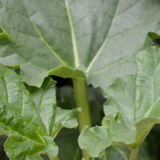 Rheum 'Victoria'  - Victoria Rhubarb