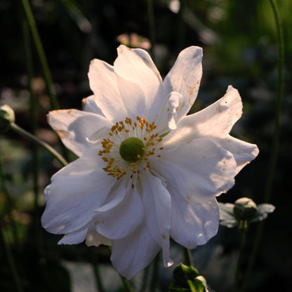 Anemone x hybrida 'Whirlwind'  - Whirlwind Anemone