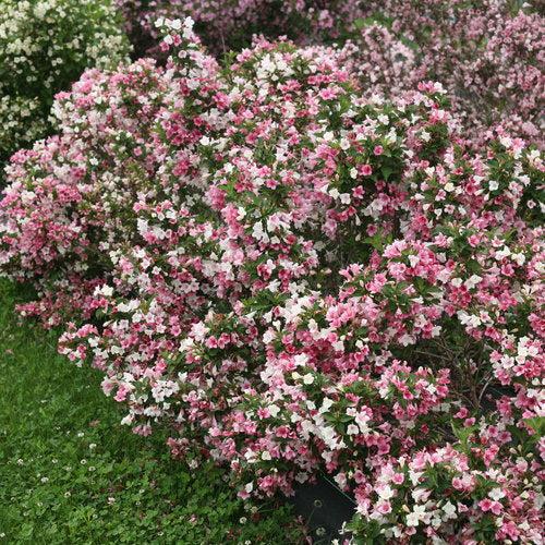Weigela florida 'VUKOZGemini'  - Czechmark Trilogy® Weigela